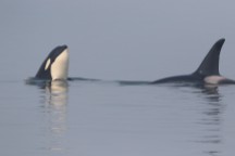 Orcas afte the hunt and kill